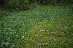 Eichhornia crassipes